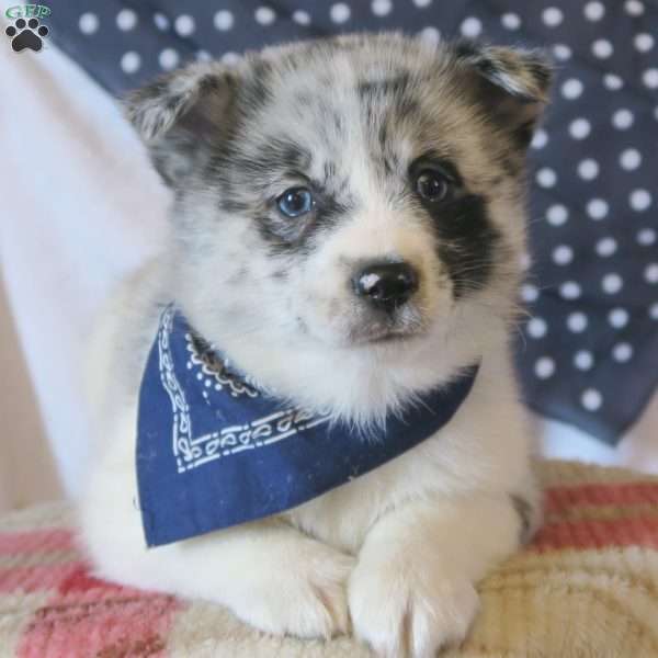 Mini Mr. Orion, Pomsky Puppy